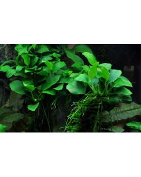 Anubias nana  Bonsai